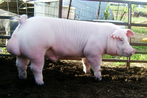 Chester White - pig breeds | goris jishebi | ღორის ჯიშები